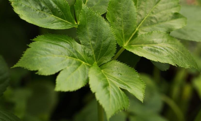 Ashitaba&#8217;s,Green,Leaves,Growing(angelica,Keiskei)