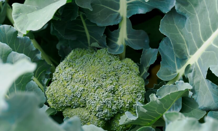 Broccoli,Is,Growing,In,The,Vegetable,Garden