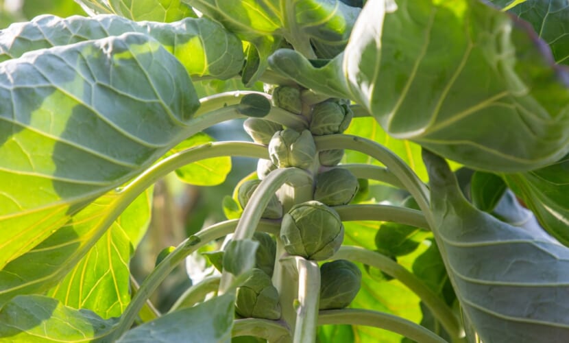 Brussels,Sprouts,Field.,Agriculture,Concept.