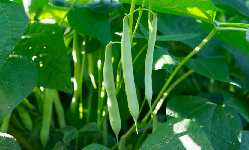 The,Kidney,Bean,Is,A,Variety,Of,The,Common,Bean