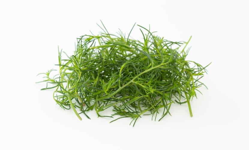 Salsola,Komarovii,On,A,White,Background.