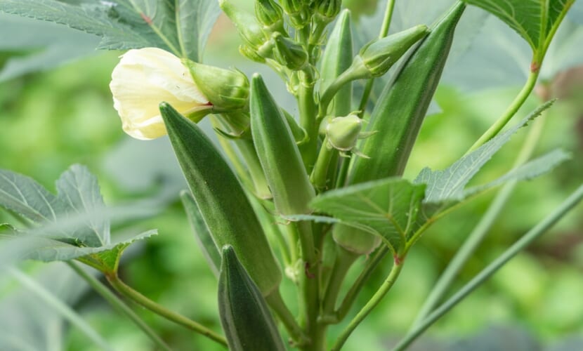 Okra,Plant,Or,Lady&#8217;s,Finger,Vegetable,Trees,In,Farm,Agricultural