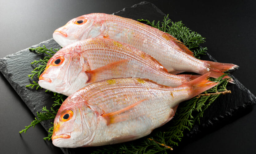 Yellowback,Seabream
