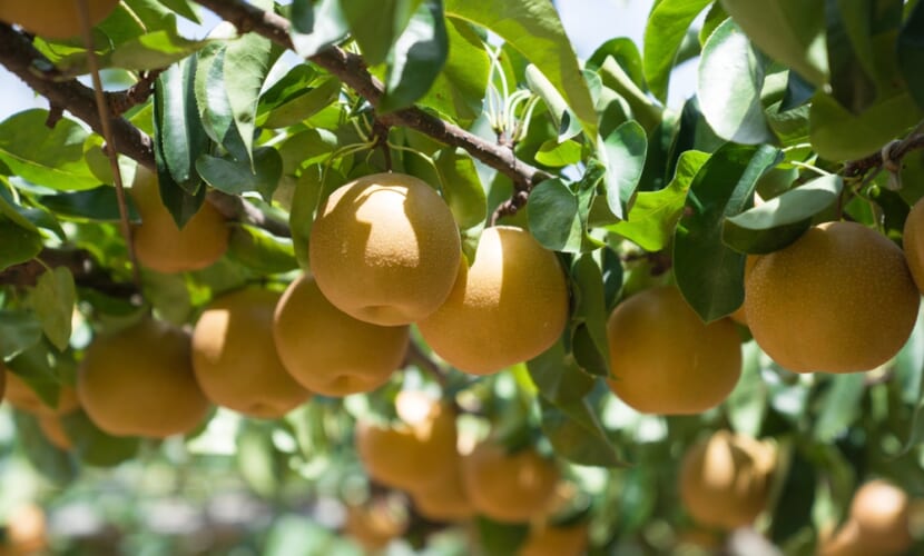 Ripe,Japanese,Pears,Hangimg,On,Tree,In,Orchard.