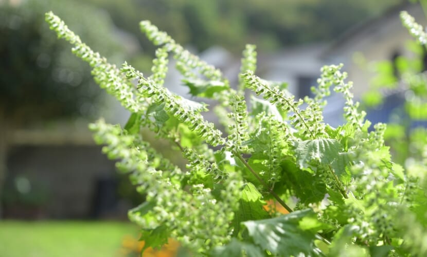 Selective,Focus,Of,Perilla,Flower,,Seeds,With,Blurred,Nature,Background.