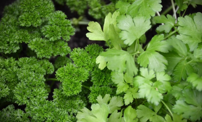 Different,Parsleys:,Curly,Parsley,And,Flat,Parsley
