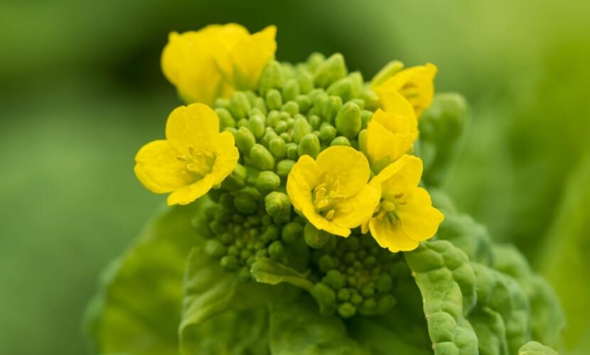 Edible,Rape,Blossoms,Bloom,In,Early,Spring,In,Kyoto,japan