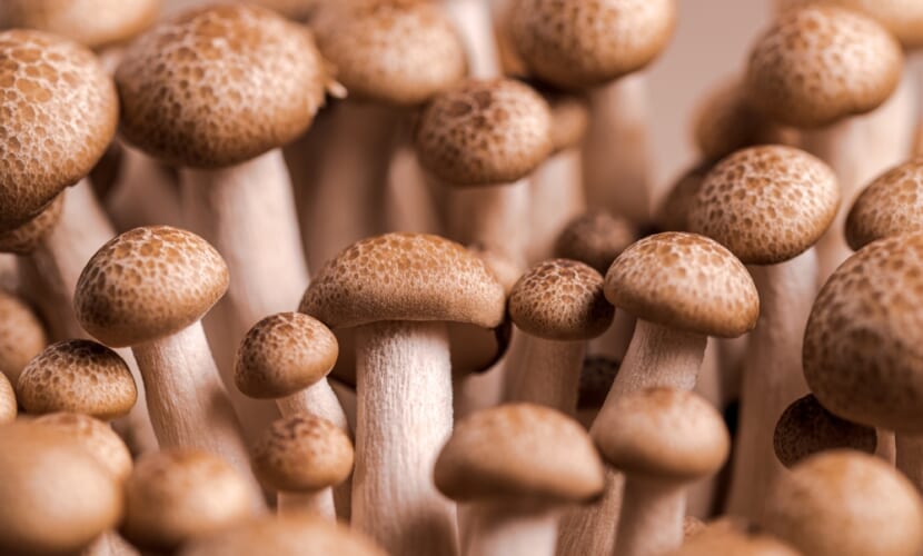 Brown,Shimeji,Edible,Mushrooms:,Shimeji,Native,To,East,Asia,,Buna-shimeji