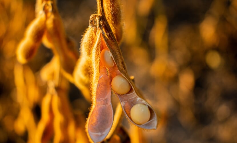 Soy,Closeup.,Detailed,Photo,Of,Soybeans