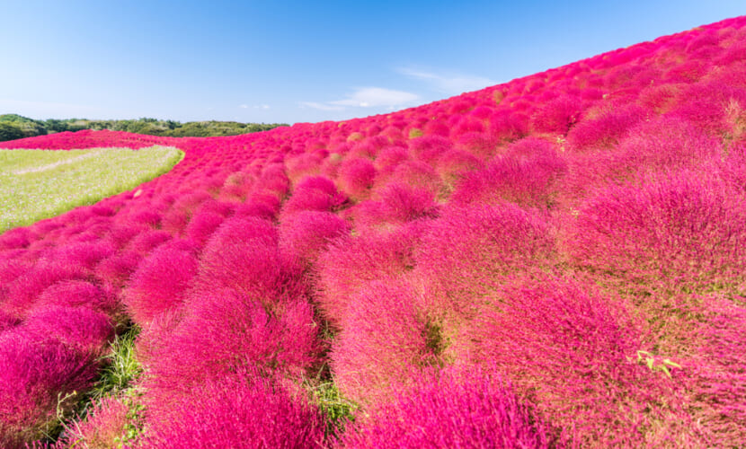 Kochia,And,Cosmos,Bush,With,Hill,Landscape,Mountain,at,Hitachi,Seaside