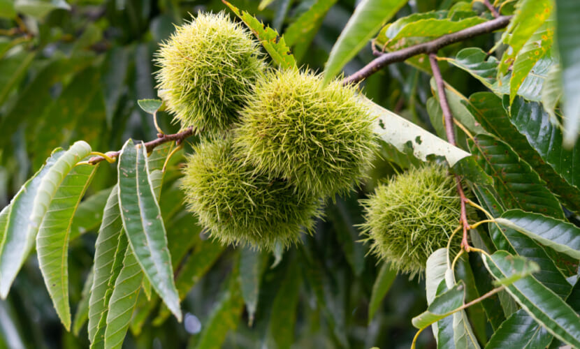 Young,Chestnut,Fruit,In,Okayama,Prefecture,,Japan.