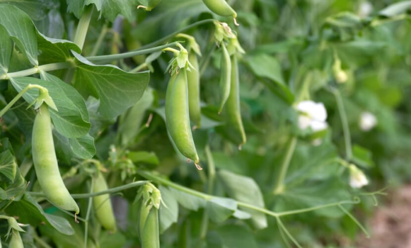 Cultivation,Of,Snap,Peas,In,Vinyl,Houses.