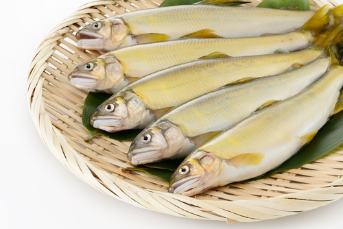 Japanese,Sweetfish