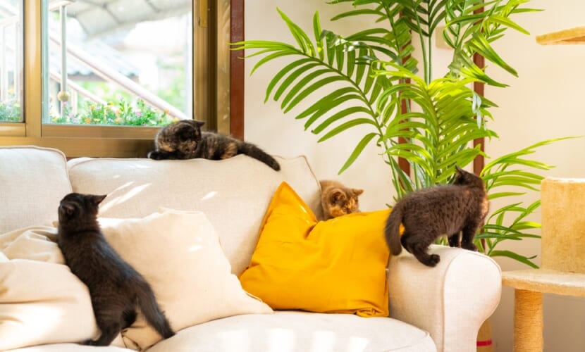 Group,Of,Happy,Solid,Colors,British,Shorthair,Breed,Kitten,Enjoy