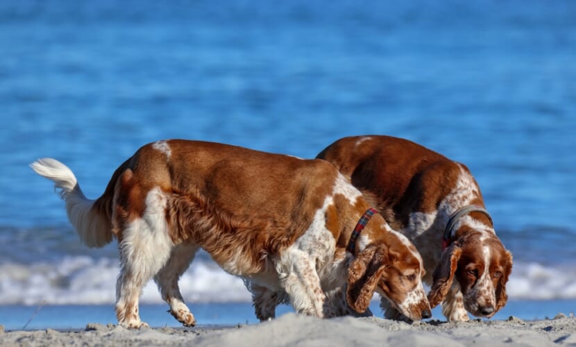Two,Brown,And,White,Spaniels,,Social,Behavior,,South,Fremantle,,Little